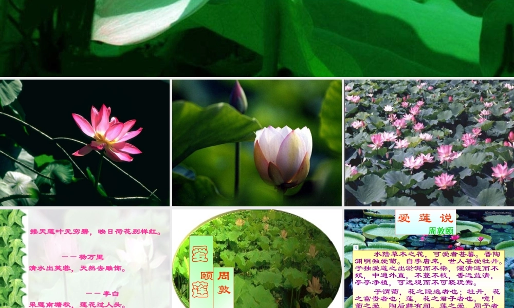 《爱莲说》课件[1] (2)