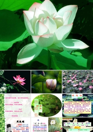 《爱莲说》课件[1] (2)