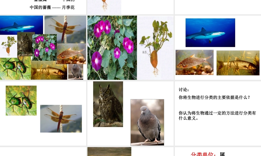 生物的命名与分类