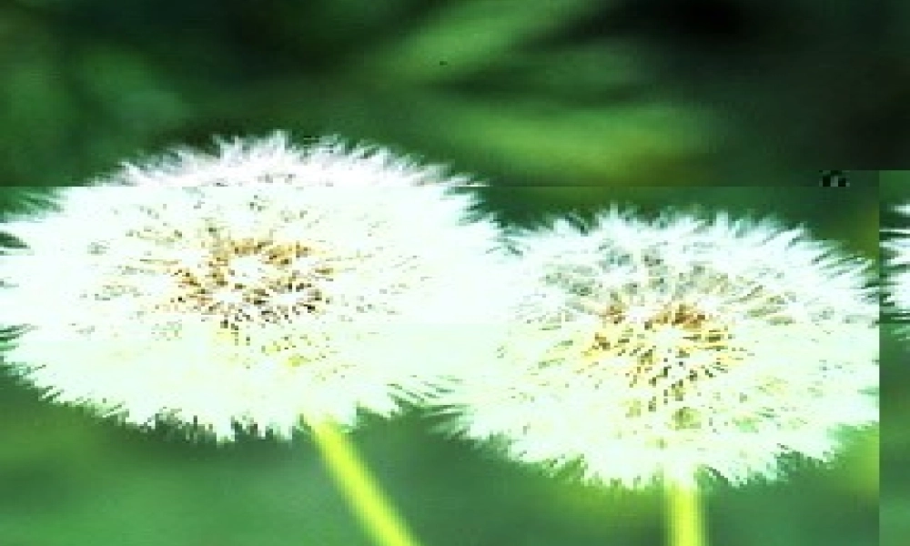 八年级语文下册 (蒲公英)教学课件 河大版 课件