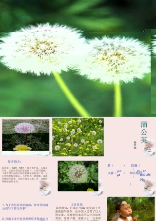 八年级语文下册 (蒲公英)教学课件 河大版 课件