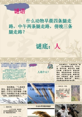 人是一根能思想的苇草ppt