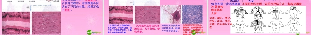七年级生物 第二单元(生物和细胞)专题复习课件 新人教版 课件