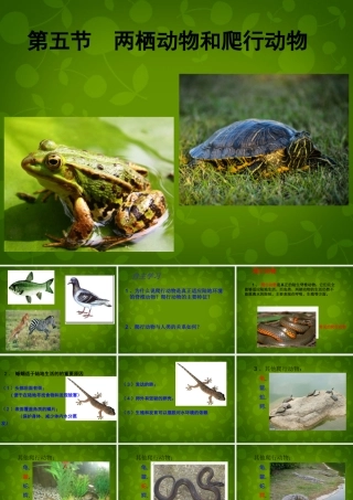 八年级生物上册 第五单元 第一章 第五节 两栖动物和爬行动物课件 (新版)新人教版 课件