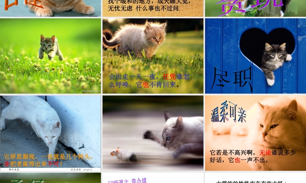 老舍猫(演示文稿)