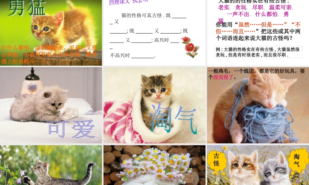 老舍猫(演示文稿)