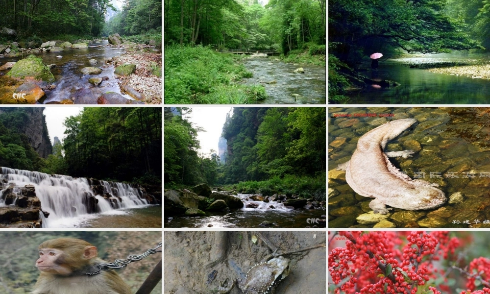 《迷人的张家界》PPT课件1