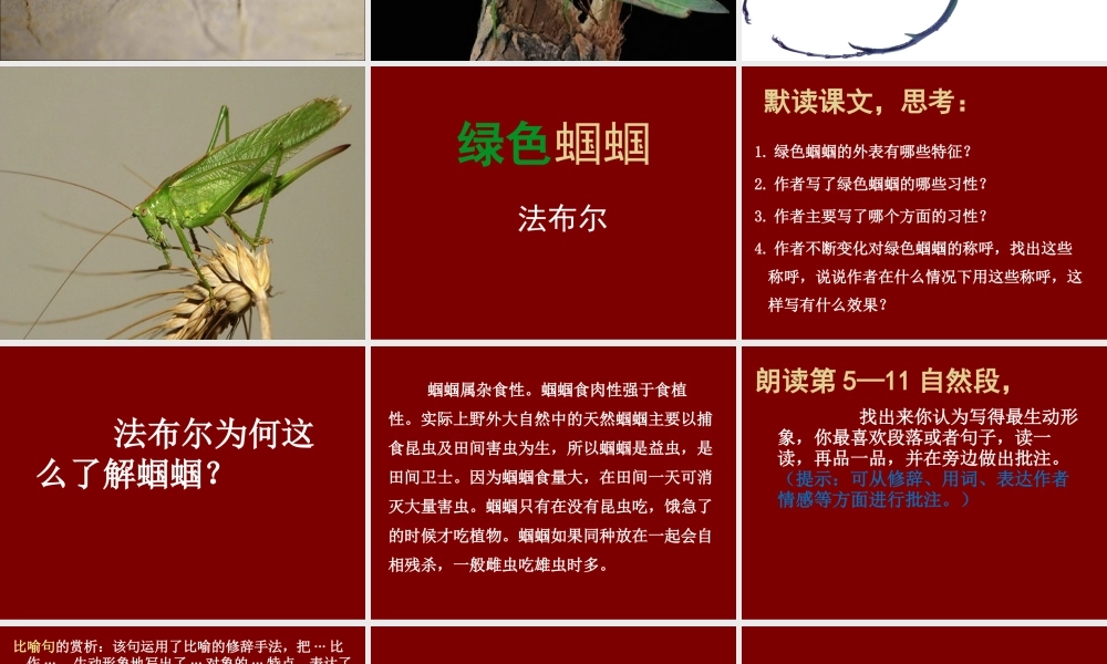 初中一年级语文上册第四单元18绿色蝈蝈课件
