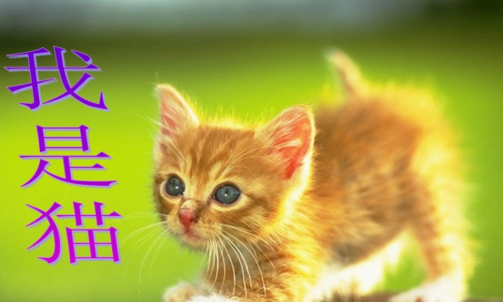 27我是猫-(2)