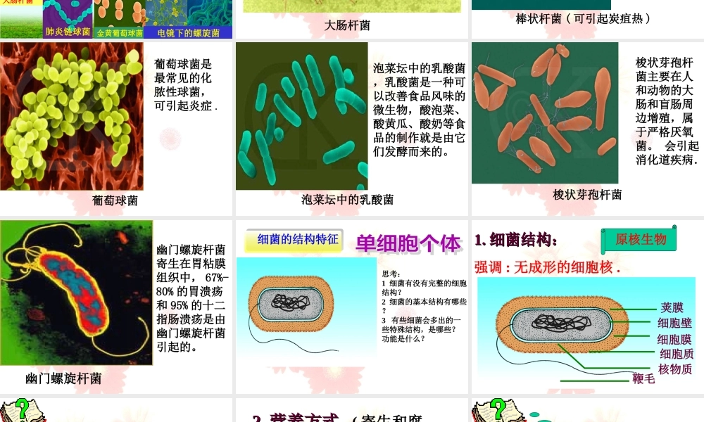 《第三节-神奇的微生物》课件4