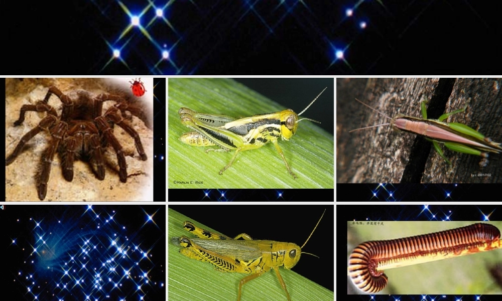 八年级生物 节肢动物课件2 八年级生物 节肢动物课件[整理两套] 八年级生物 节肢动物课件[整理两套]