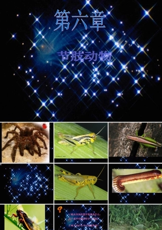 八年级生物 节肢动物课件2 八年级生物 节肢动物课件[整理两套] 八年级生物 节肢动物课件[整理两套]