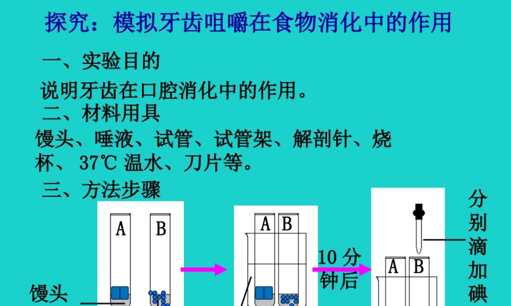 七年级生物下册 第二单元 第一章 第一节 食物在口腔中的消化 探究模拟牙齿咀嚼在食物消化中的作用课件 冀少版 课件