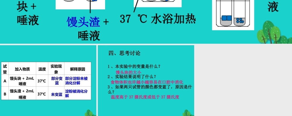 七年级生物下册 第二单元 第一章 第一节 食物在口腔中的消化 探究模拟牙齿咀嚼在食物消化中的作用课件 冀少版 课件