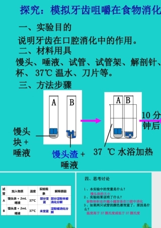 七年级生物下册 第二单元 第一章 第一节 食物在口腔中的消化 探究模拟牙齿咀嚼在食物消化中的作用课件 冀少版 课件