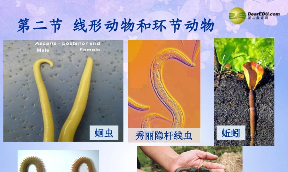 八年级生物上册 线形动物和环节动物课件 (新版)新人教版 课件