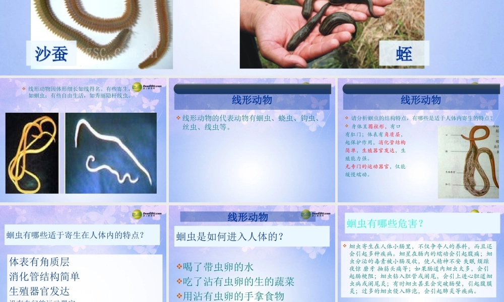 八年级生物上册 线形动物和环节动物课件 (新版)新人教版 课件