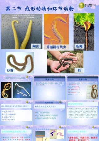 八年级生物上册 线形动物和环节动物课件 (新版)新人教版 课件