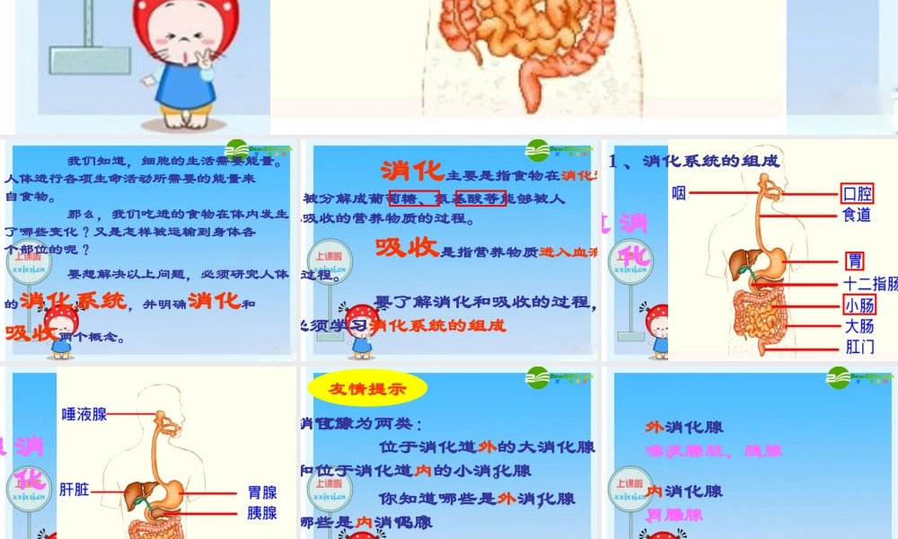 七年级生物下册：第四单元第二章第二节消化和吸收6课件 人教版 课件