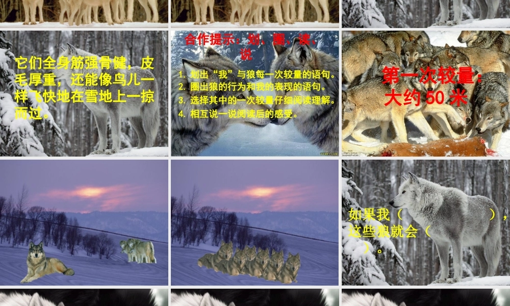 向狼借路课件新1