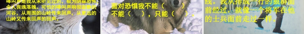 向狼借路课件新1