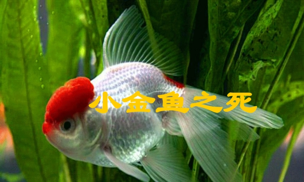 1小金鱼之死