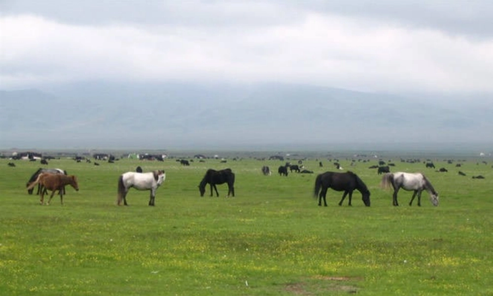 七年级语文上册 第9课(敕勒歌)课件1 北师大版 课件