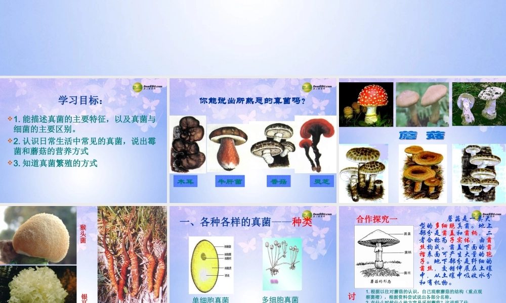 八年级生物上册 第五单元 第四章 第三节 真菌课件2 新人教版 课件