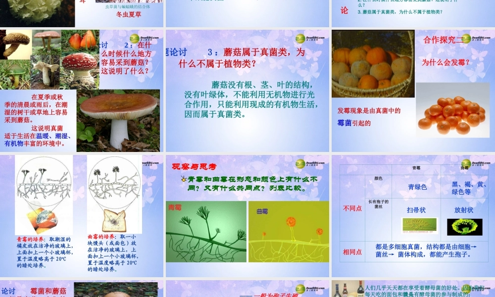 八年级生物上册 第五单元 第四章 第三节 真菌课件2 新人教版 课件