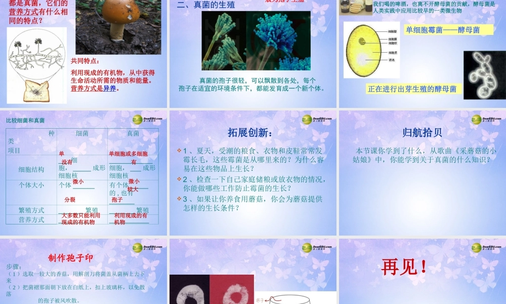 八年级生物上册 第五单元 第四章 第三节 真菌课件2 新人教版 课件