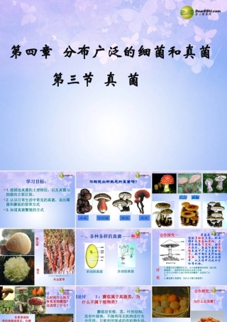 八年级生物上册 第五单元 第四章 第三节 真菌课件2 新人教版 课件