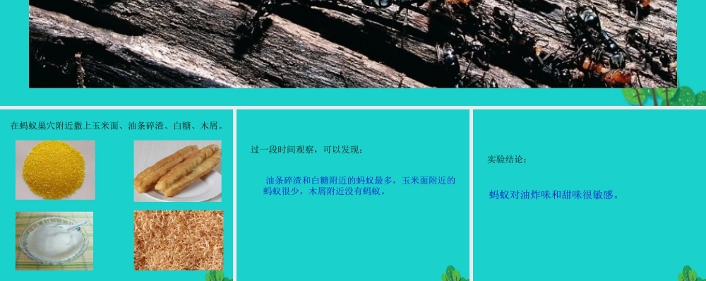 八年级生物上册 第七单元 第二章 第三节 社会行为 探究蚂蚁的觅食行为课件 鲁科版五四制 课件