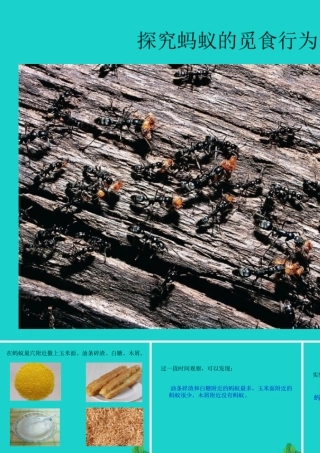 八年级生物上册 第七单元 第二章 第三节 社会行为 探究蚂蚁的觅食行为课件 鲁科版五四制 课件