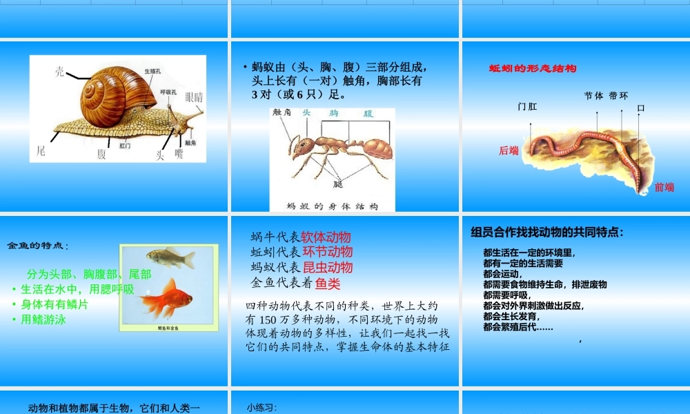 动物有哪些共同特点
