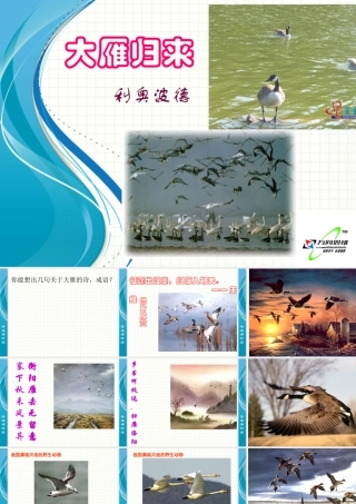 《大雁归来》课件8