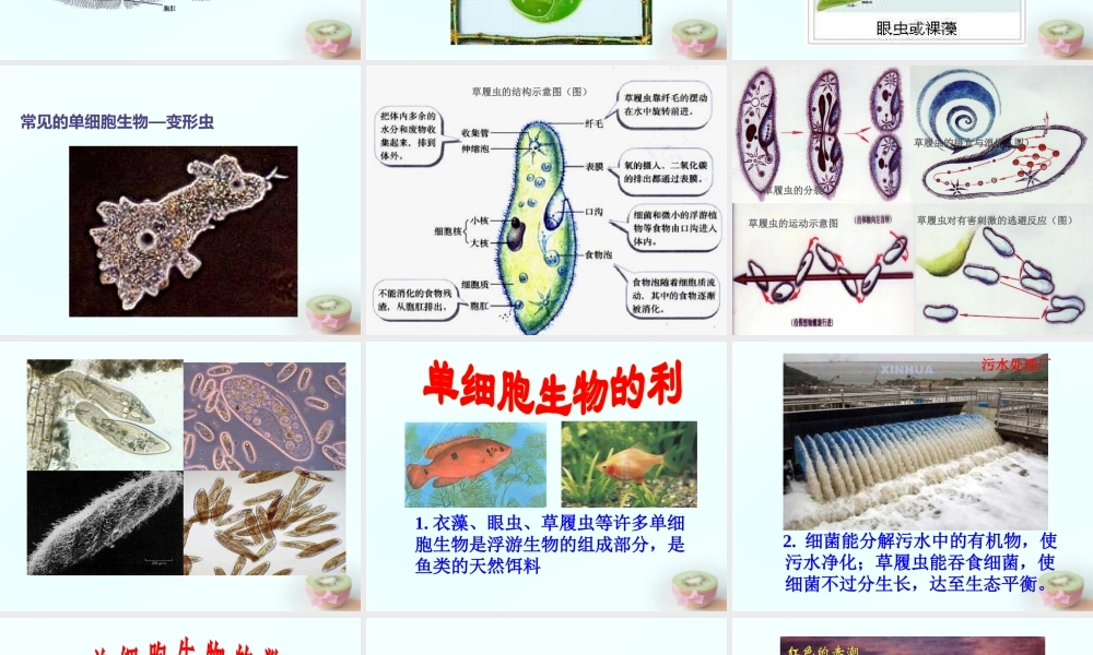 中学七年级生物上册 2.4.3 单细胞生物课件 (新版)苏教版 课件