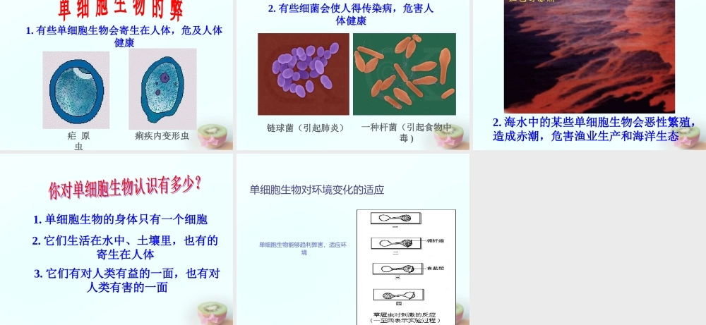 中学七年级生物上册 2.4.3 单细胞生物课件 (新版)苏教版 课件