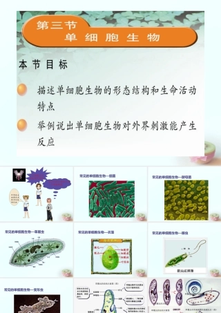 中学七年级生物上册 2.4.3 单细胞生物课件 (新版)苏教版 课件