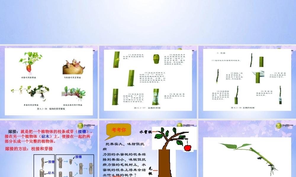 八年级生物上册 植物的无性繁殖课件 济南版 课件