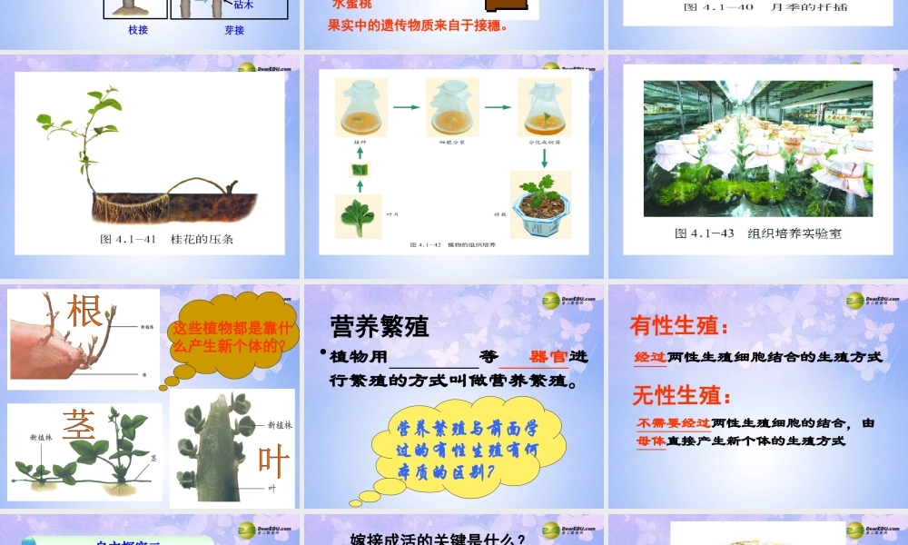 八年级生物上册 植物的无性繁殖课件 济南版 课件