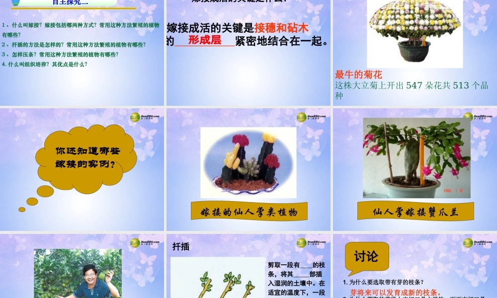 八年级生物上册 植物的无性繁殖课件 济南版 课件