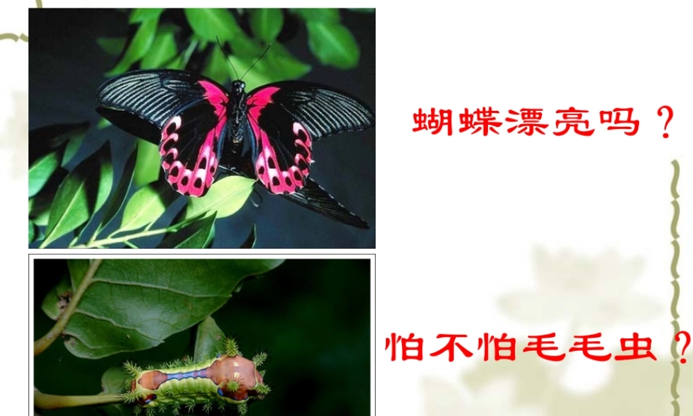 八年级生物 昆虫的生殖和发育 课件