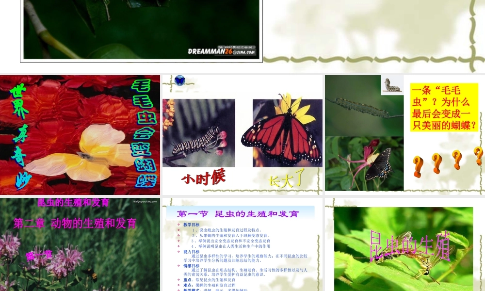 八年级生物 昆虫的生殖和发育 课件