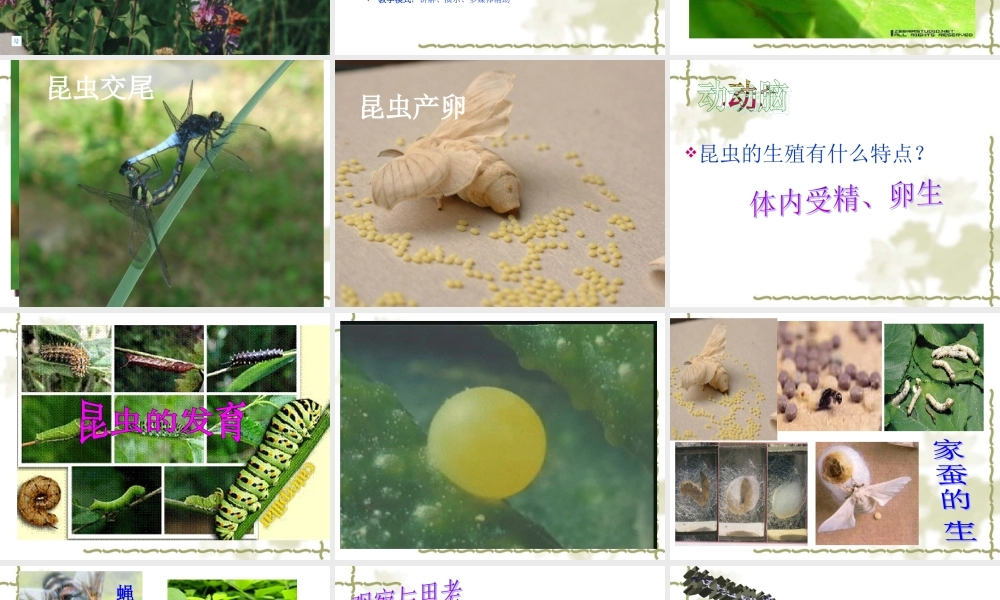 八年级生物 昆虫的生殖和发育 课件
