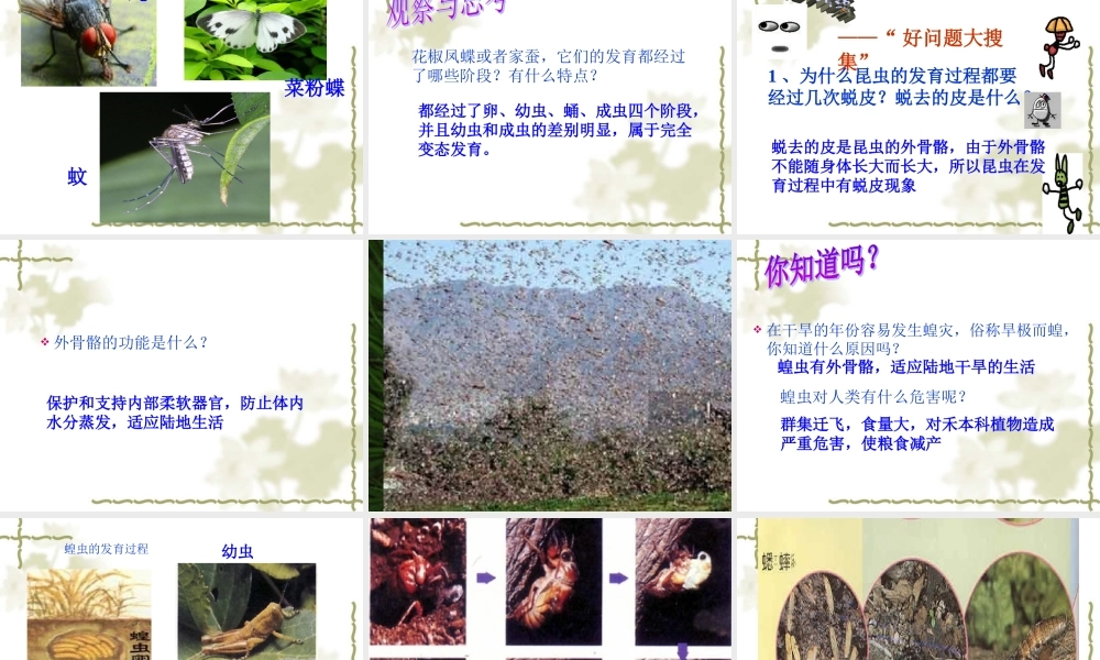 八年级生物 昆虫的生殖和发育 课件