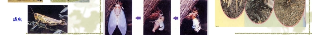 八年级生物 昆虫的生殖和发育 课件