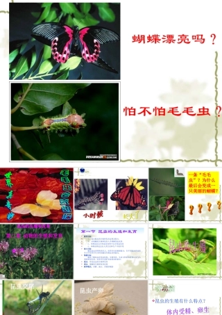 八年级生物 昆虫的生殖和发育 课件