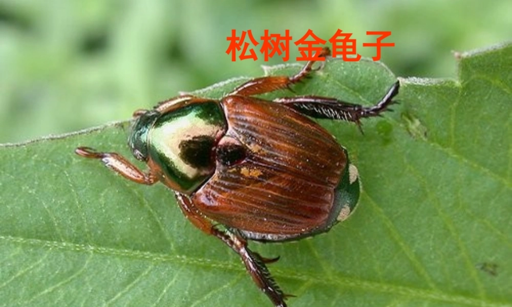 七年级语文下册(松树金龟子)课件 苏教版 课件