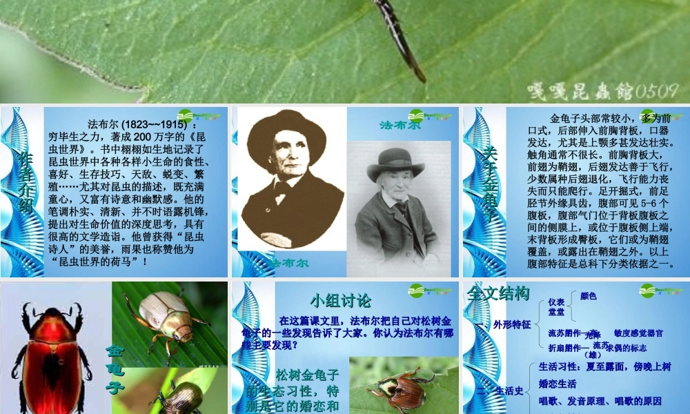 七年级语文下册(松树金龟子)课件 苏教版 课件