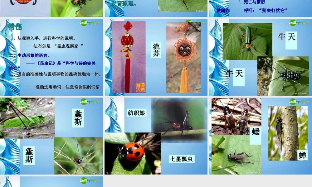 七年级语文下册(松树金龟子)课件 苏教版 课件